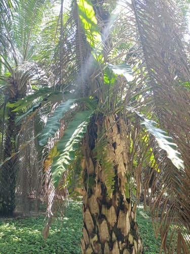 Asplenium cymbifolium