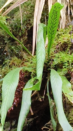 Asplenium ensiforme — photo