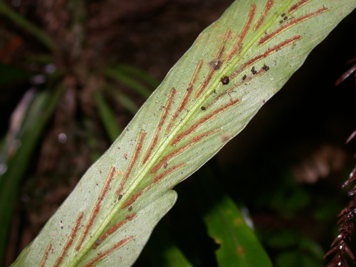 Asplenium ensiforme — photo