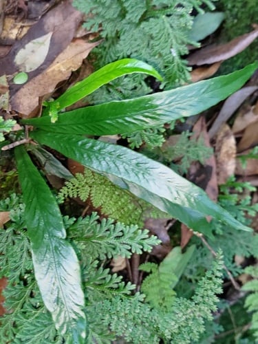 Asplenium ensiforme