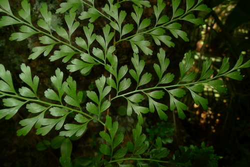 Asplenium laserpitiifolium (Johnstone River maidenhair) — photo
