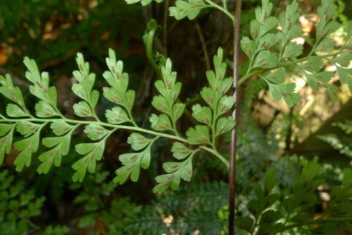 Asplenium laserpitiifolium (Johnstone River maidenhair) — photo