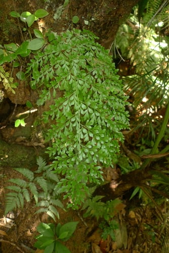 Asplenium laserpitiifolium