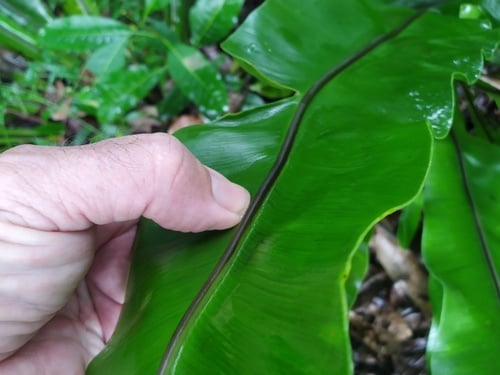 Asplenium nidus (Bird’s Nest Fern) — photo