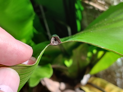 Asplenium nidus (Bird’s Nest Fern) — photo