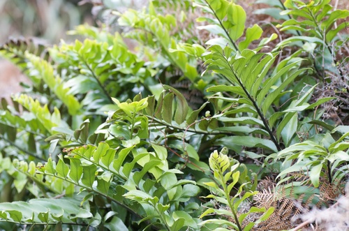Asplenium oblongifolium (Shining spleenwort) — photo