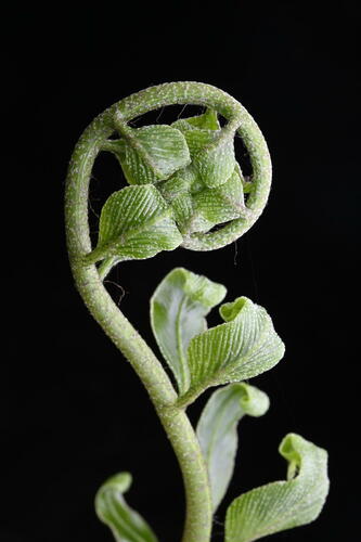 Asplenium oblongifolium (Shining spleenwort) — photo