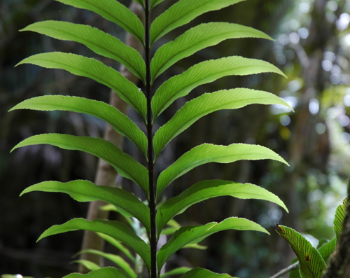 Asplenium oblongifolium