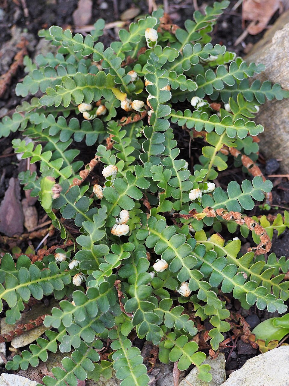 Asplenium officinarum (Rusty back) — photo