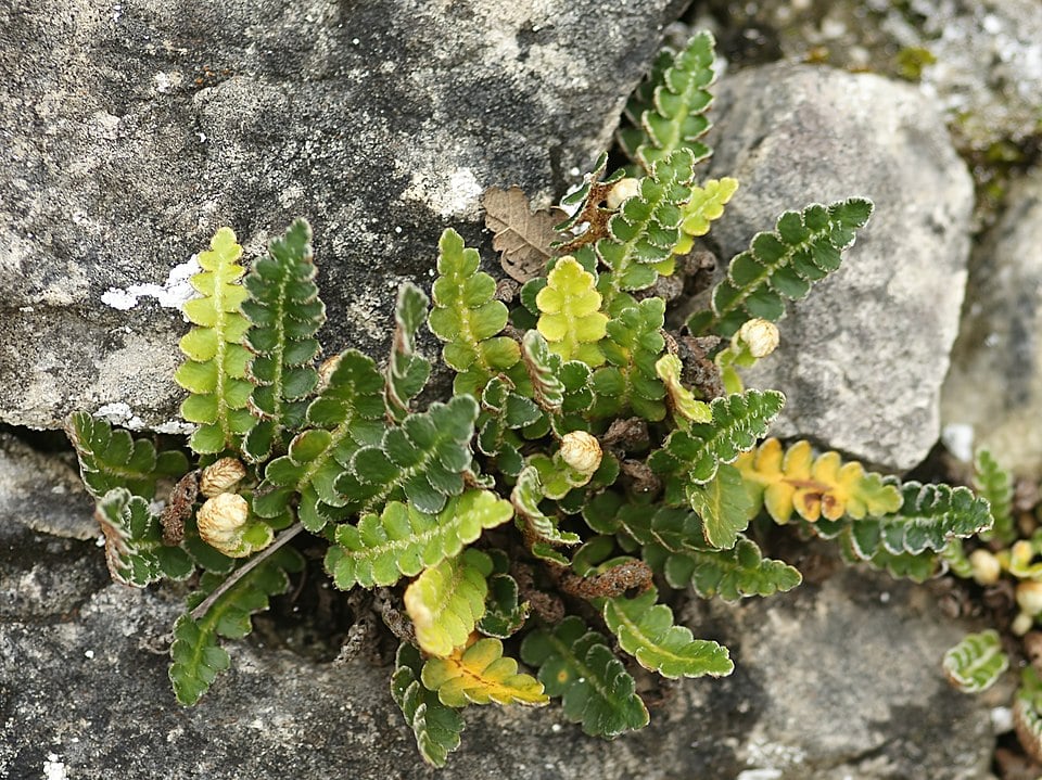 Asplenium officinarum