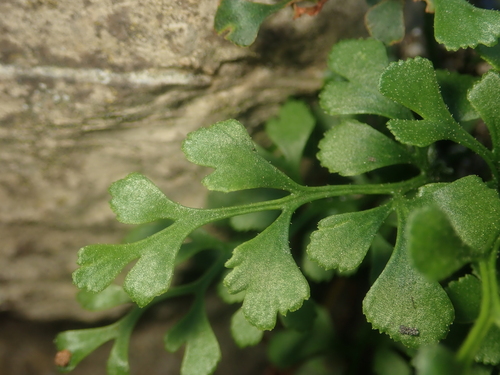 Asplenium ruta-muraria — photo
