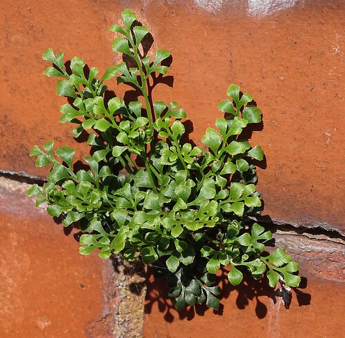 Asplenium ruta-muraria — photo