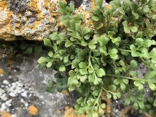 Asplenium ruta-muraria