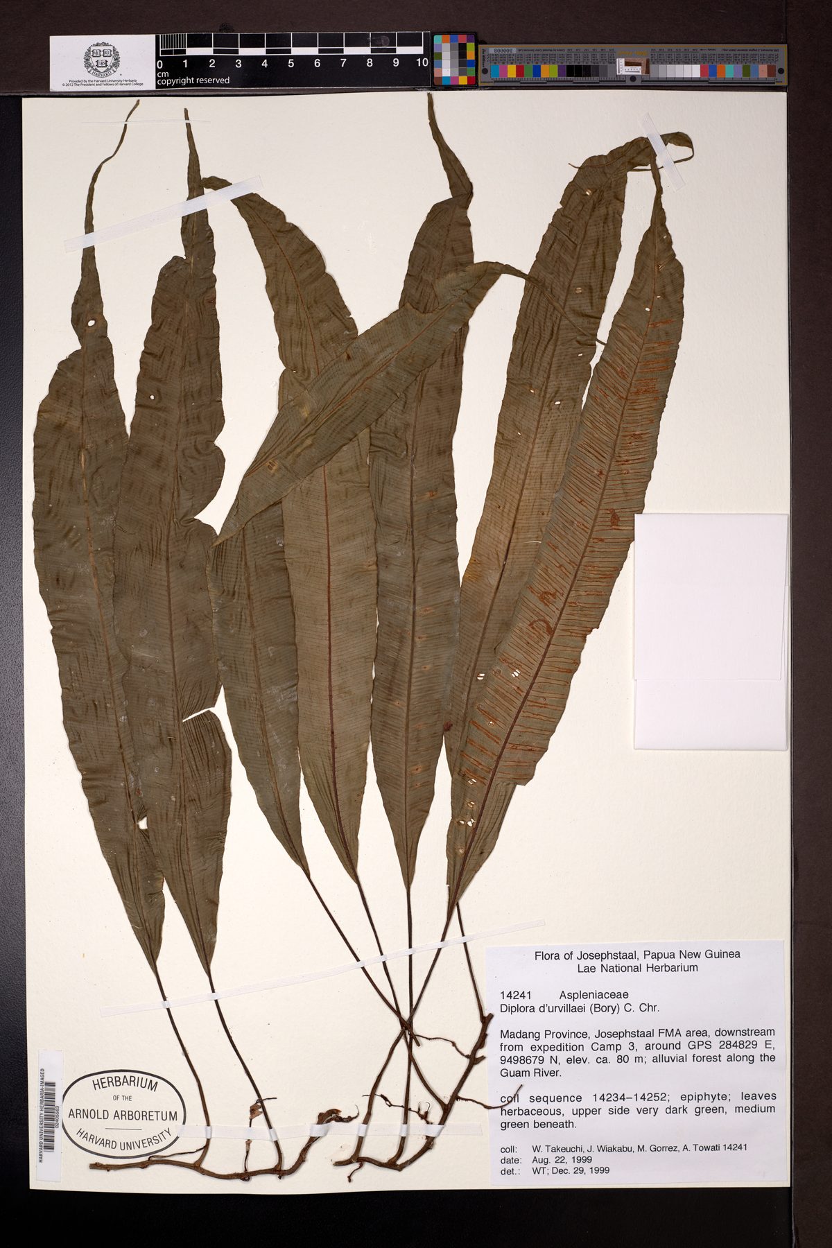 Asplenium scolopendropsis — photo