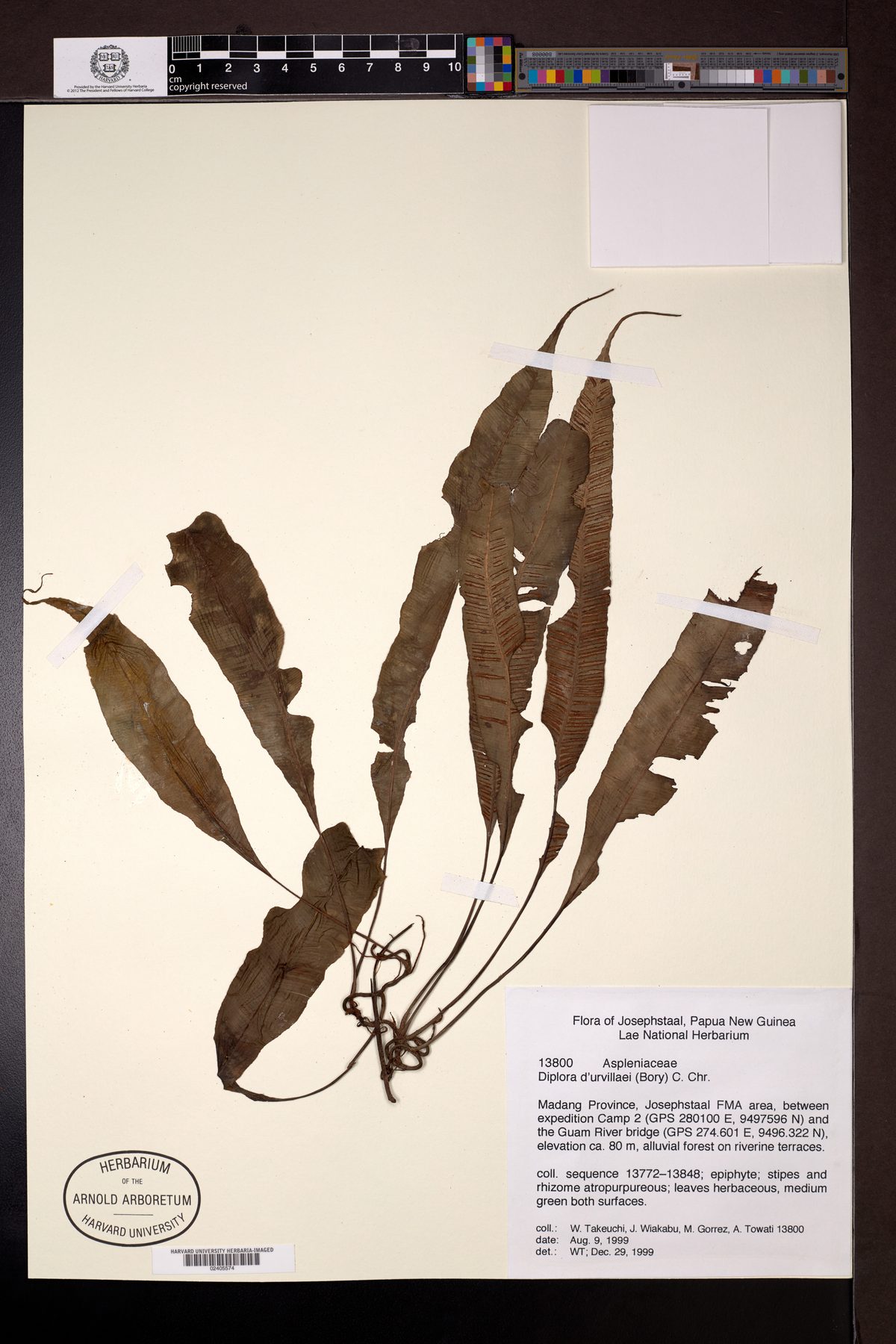 Asplenium scolopendropsis — photo