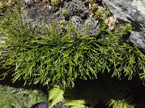 Asplenium septentrionale (Forked spleenwort) — photo