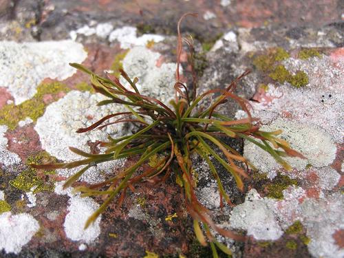 Asplenium septentrionale (Forked spleenwort) — photo