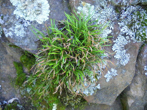 Asplenium septentrionale