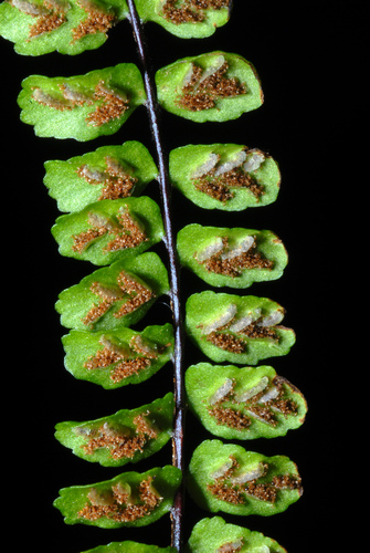 Asplenium trichomanes (Maidenhair spleenwort) — photo