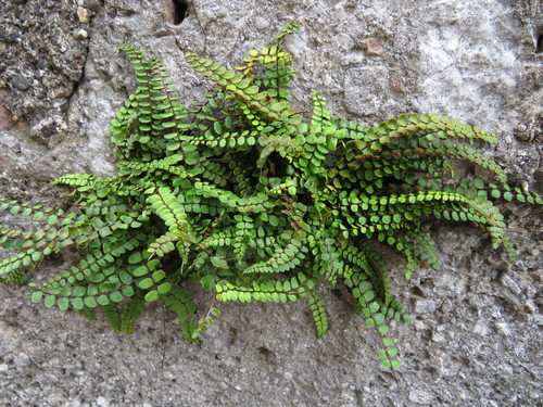 Asplenium trichomanes (Maidenhair spleenwort) — photo