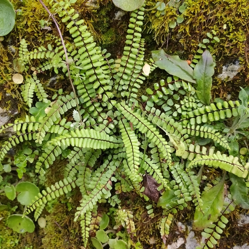Asplenium trichomanes