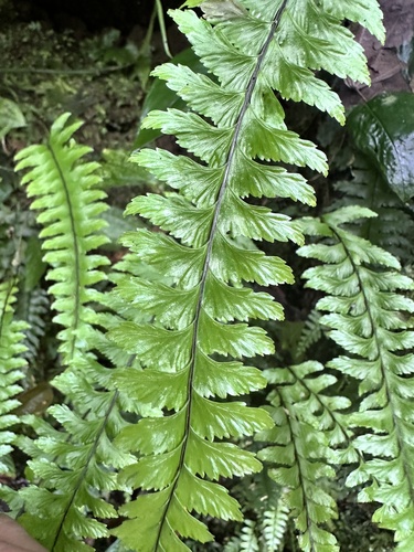 Asplenium unilaterale (Pamohe) — photo