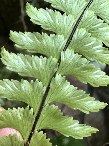 Asplenium unilaterale (Pamohe) — photo