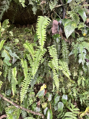 Asplenium unilaterale