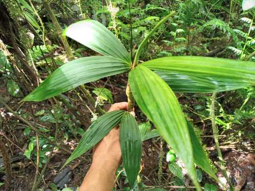 Asplundia sarmentosa — photo