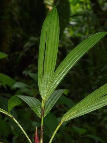 Asplundia sarmentosa