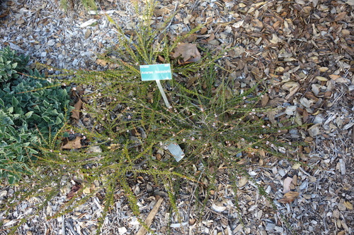 Astartea fascicularis — photo