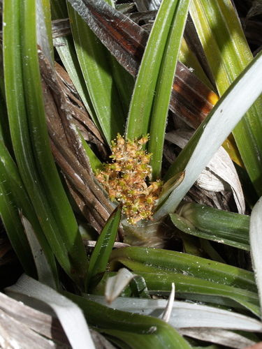 Astelia alpina (Perching lily) — photo