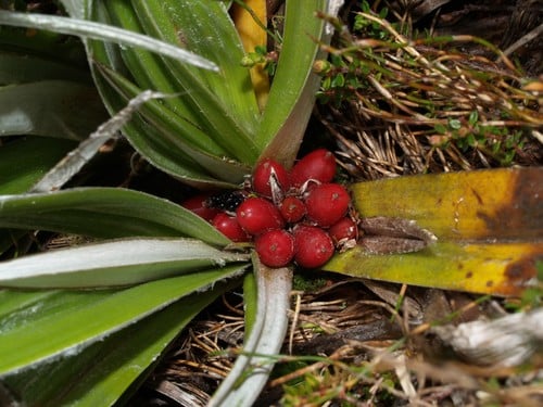 Asteliaceae