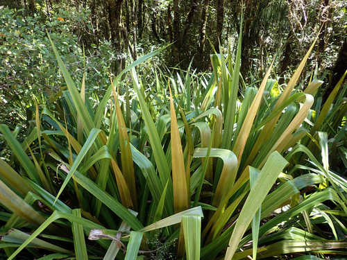 Astelia grandis (Swamp astelia) — photo