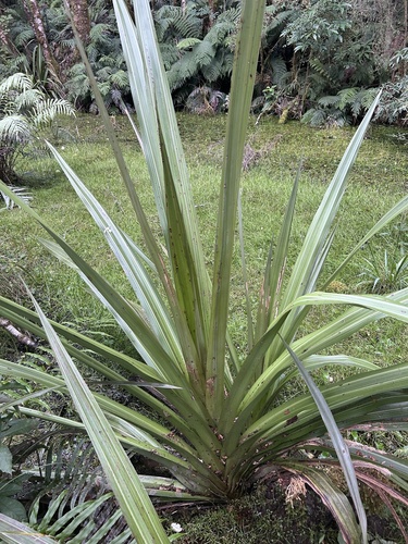Astelia grandis (Swamp astelia) — photo