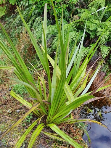 Astelia grandis