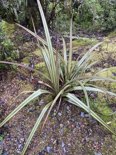 Astelia nervosa (Bush flax) — photo