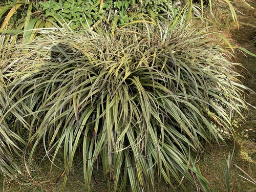 Astelia nervosa (Bush flax) — photo