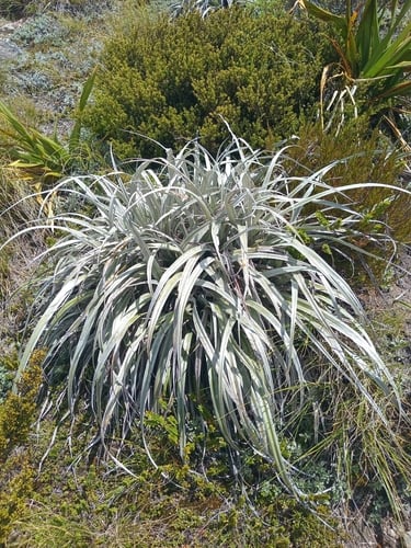 Astelia nervosa