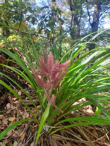 Astelia solandri (Perching lily) — photo