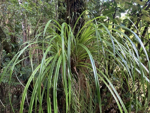 Astelia solandri (Perching lily) — photo
