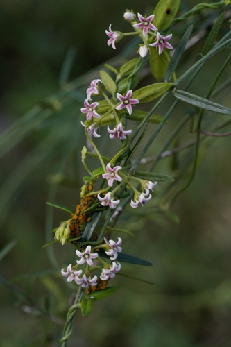 Astephanus triflorus