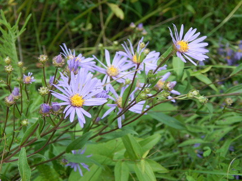 Aster amellus (Italian Aster) — photo
