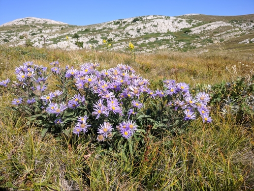 Aster amellus (Italian Aster) — photo