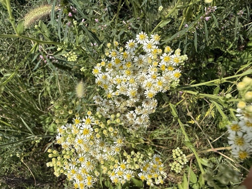 Aster fastigiatus