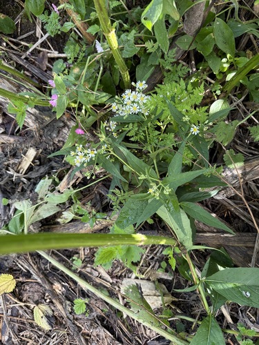Aster glehnii — photo