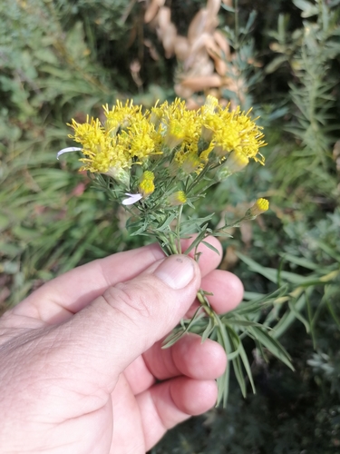 Aster hauptii — photo