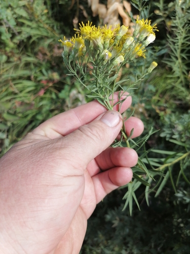 Aster hauptii — photo