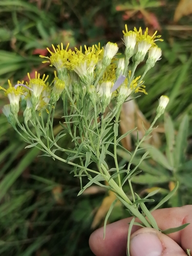 Aster hauptii