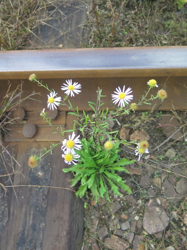 Aster hispidus — photo